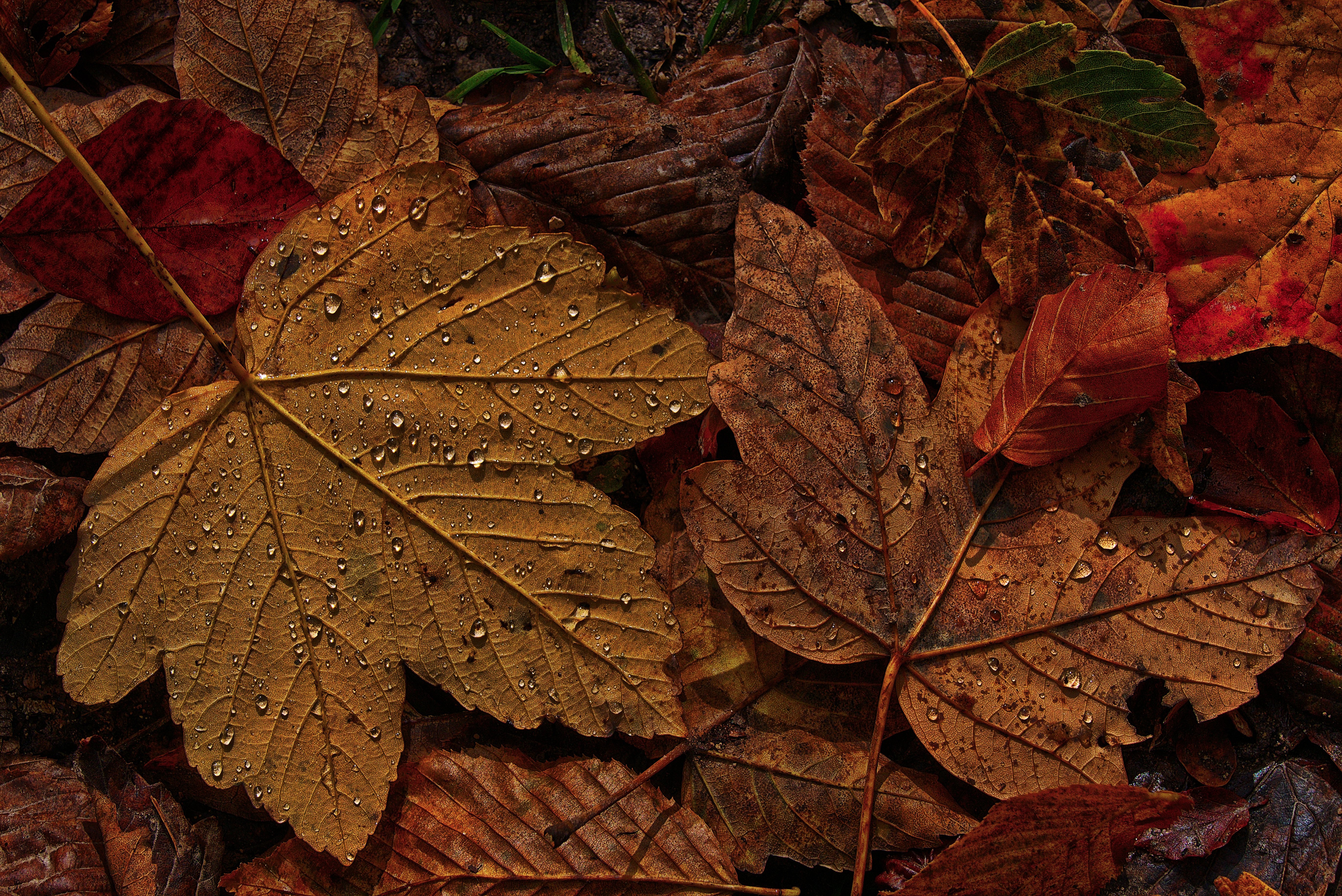 maple-leaf